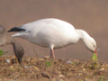 Snow Goose